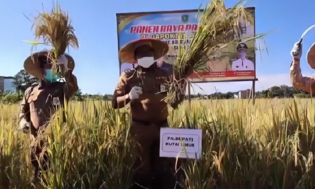 Panen Raya Di Desa Miau Baru Kongbeng Bersama Plt. Bupati Kutai Timur