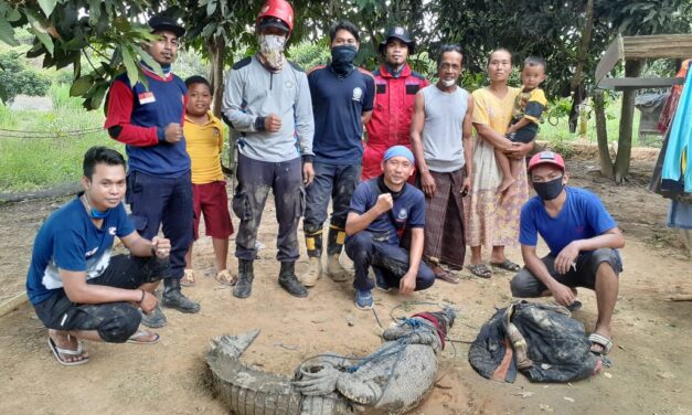 Tim Rescue DPKP Berhasil Keluarkan Buaya Dari Kolam Warga