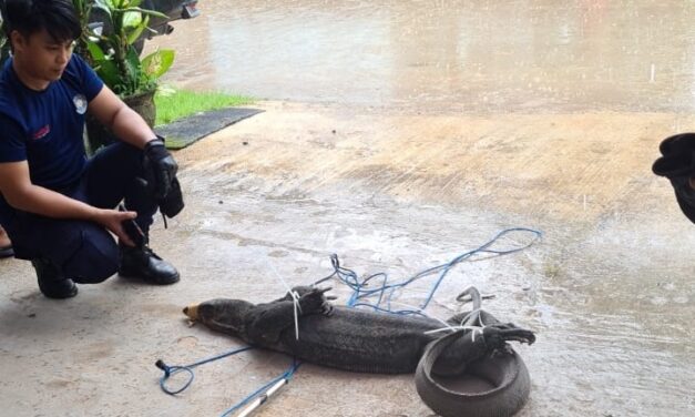 Tim Rescue DPKP Kutim Amankan Biawak Ukuran 2 Meter di Rumah Warga