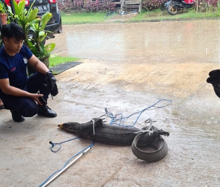 Tim Rescue DPKP Kutim Amankan Biawak Ukuran 2 Meter di Rumah Warga