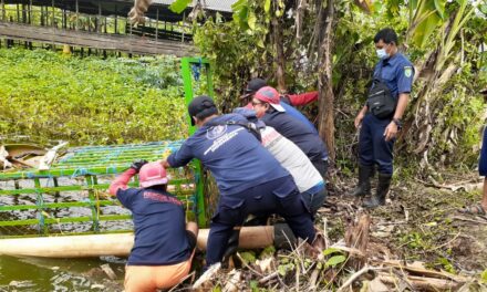 Masuk Kolam Warga, Buaya Jantan Berhasil Dievakuasi Tim Rescue DPKP Kutim