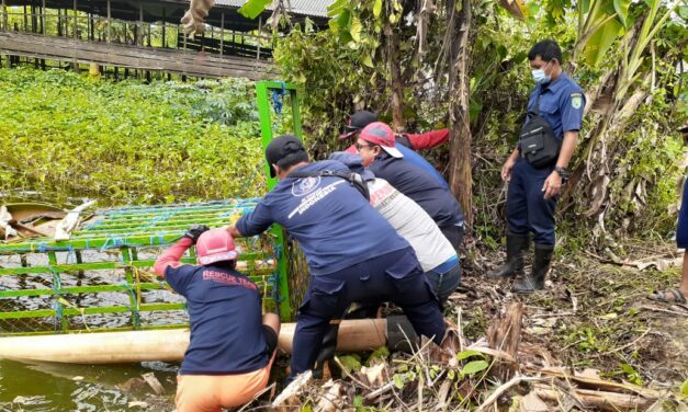 Masuk Kolam Warga, Buaya Jantan Berhasil Dievakuasi Tim Rescue DPKP Kutim