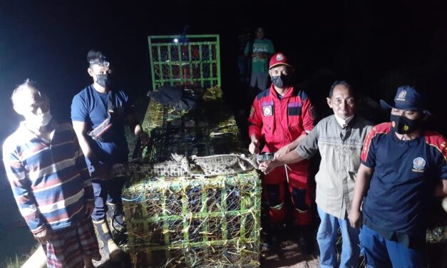 Tim Rescue DPKP Kutim Evakuasi Buaya Sepanjang 1.6 Meter