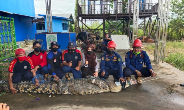 Heboh, Buaya Sepanjang 3,26 Meter di Gang Family Berhasil di Tangkap