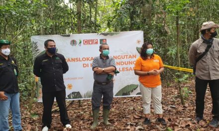 Chiko, Si Orangutan di Lepasliarkan Oleh BKSDA-KPC-COP ke Hutan Lindung Sungai Lesan