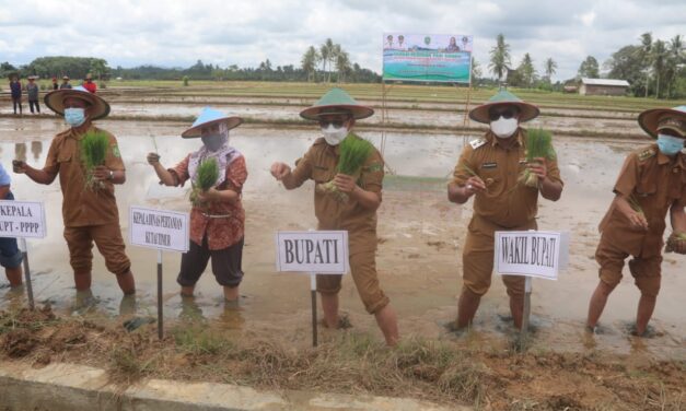Bupati dan Wabup Lakukan Tanam Perdana Padi Sawah di Kaubun