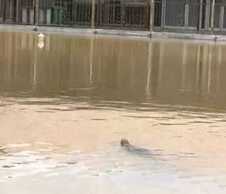 Ditengah Banjir, Masyarakat Diminta Waspada Kemunculan Buaya