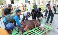 Wabup Kasmidi Sembelih Hewan Qurban di Masjid Agung Al Faruq