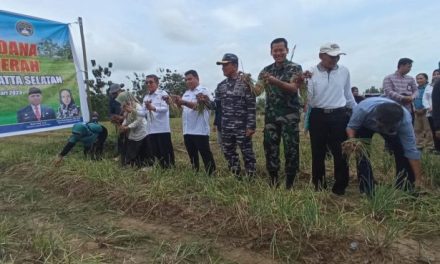 Panen Perdana Bawang Merah di Desa Singa Geweh, Ardiansyah Yakin Akan Jadi Varietas Lokal