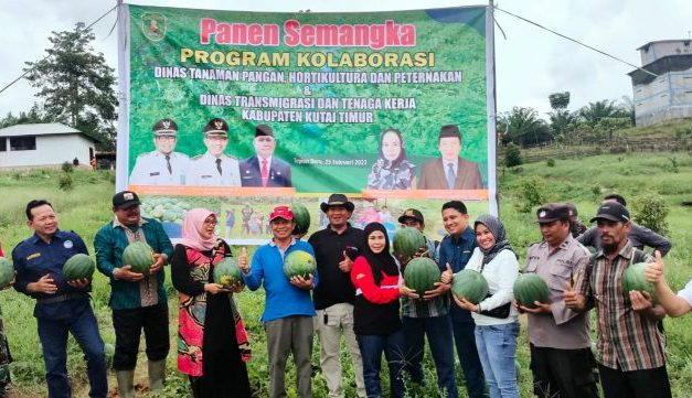 Panen Perdana Poktan Cahaya Baru Desa Tepian Baru Bengalon Hasilkan 60 Ton Semangka