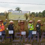 Panen Raya Padi Jenis Organik di Teluk Pandan, Ardiansyah Minta Area Tanam Diperluas