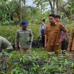 DTPHP Kutim Salurkan 8.000 Bibit Durian Kepada Poktan di 4 Kecamatan