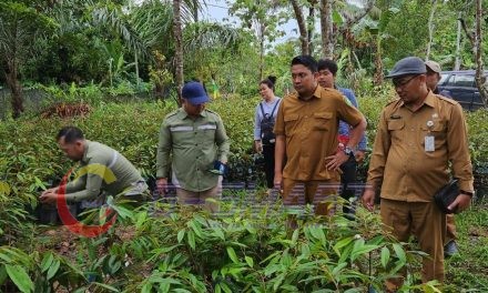 DTPHP Kutim Salurkan 8.000 Bibit Durian Kepada Poktan di 4 Kecamatan