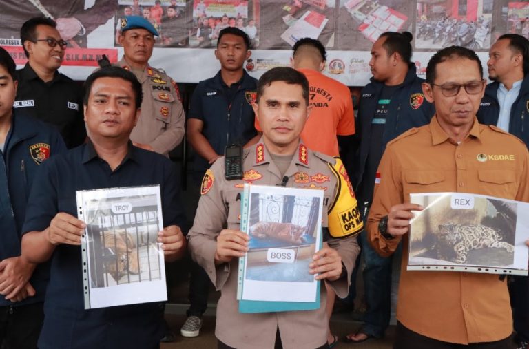 Penegakan Hukum dan Regulasi Diperketat Pasca Perawat Harimau Tewas di Samarinda