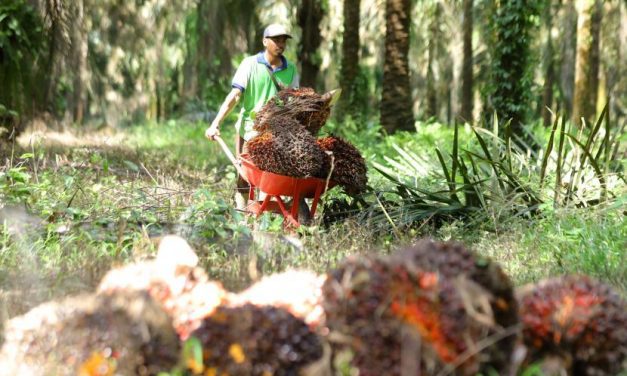Agiel Suwarno Soroti Kebutuhan Dukungan Pemprov Kaltim untuk Perkebunan Rakyat