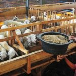 Kaltim Siap Terima Ternak Domba dengan Syarat Kajian Ilmiah
