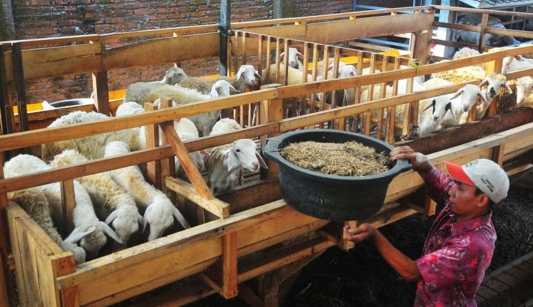 Kaltim Siap Terima Ternak Domba dengan Syarat Kajian Ilmiah