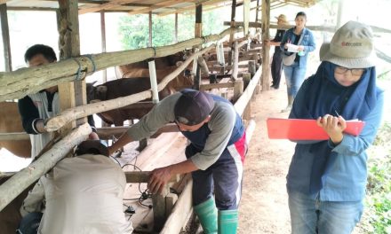 DTPHP Kutim Targetkan Hingga Akhir Tahun Ternak Sapi dan Kambing Bisa Dapatkan Vaksinasi PMK Tahap Tiga