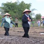 Bupati Ardiansyah Tanam Bibit Bawang Merah Bersama Poktan Adem Ayem, Dirangkai Pemberian Bantuan Untuk 7 Poktan