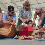 Bupati Ardiansyah Sembelih Hewan Qurban di Masjid Agung Al Faruq Sangatta