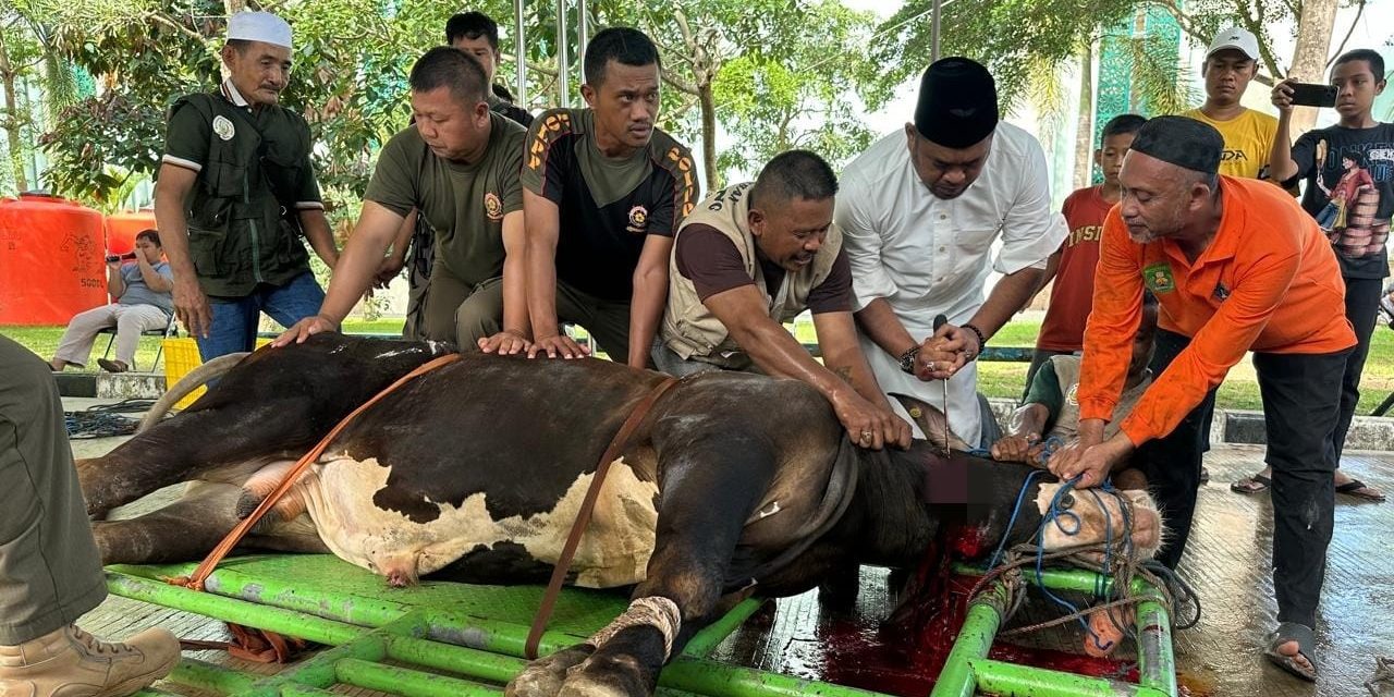 Wabup kasmidi Sembelih Sapi Qurbanmya Berbobot 900 Kg di Masjid Agung Al Faruq