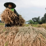 Urgensi Pemetaan Lahan Pertanian di Kaltim Demi Mendukung Swasembada Pangan