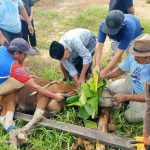 PWRI Kutim Sembelih Hewan Qurban Bersama Warga Gang Rukun
