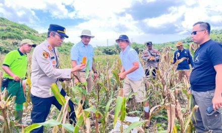Polres Kutim Panen Jagung di Muara Bengalon Dukung Program Ketahanan Pangan
