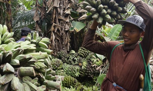 Pisang Kepok Kaliorang “Go International”, Kini Sasar Pasar Belgia dan Belanda dalam Bentuk Keripik