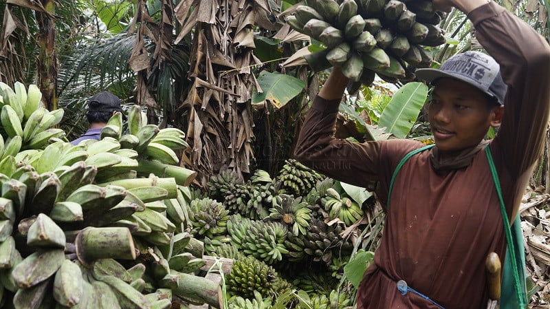 Pisang Kepok Kaliorang “Go International”, Kini Sasar Pasar Belgia dan Belanda dalam Bentuk Keripik